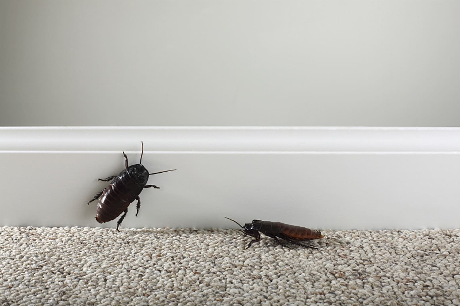 Тараканы в комнате